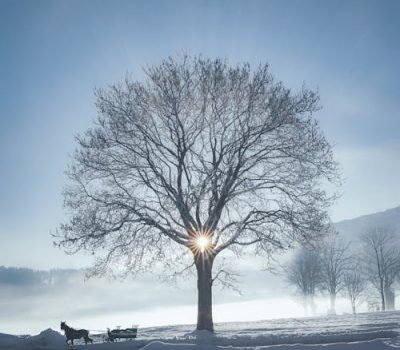 free-photo-of-majestic-winter-tree-with-sunburst